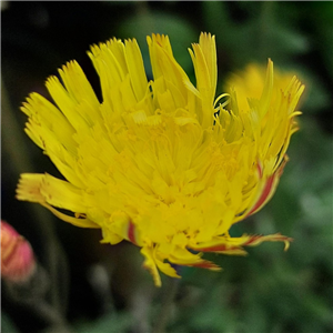 Pilosella Caespitosa